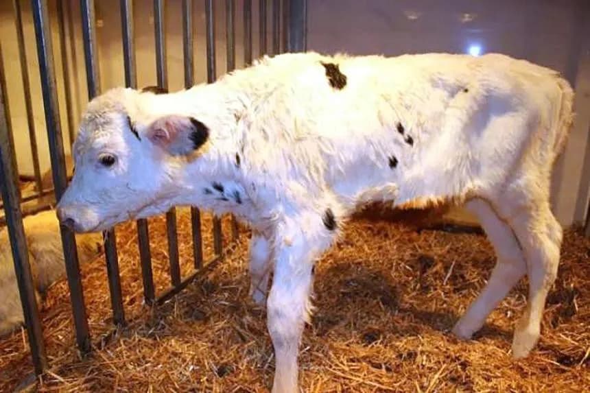 Chinese scientists successfully clone ‘super cows’