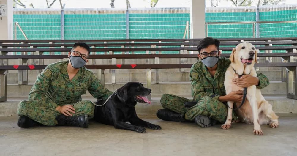 军犬训练基地：新加坡武装部队里的快乐天地