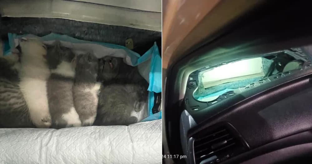 M'sian man caught smuggling 6 kittens into S'pore in modified car dashboard, jailed