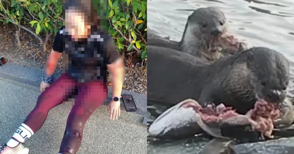 M'sia woman, 40, attacked by romp of otters while jogging in Sabah