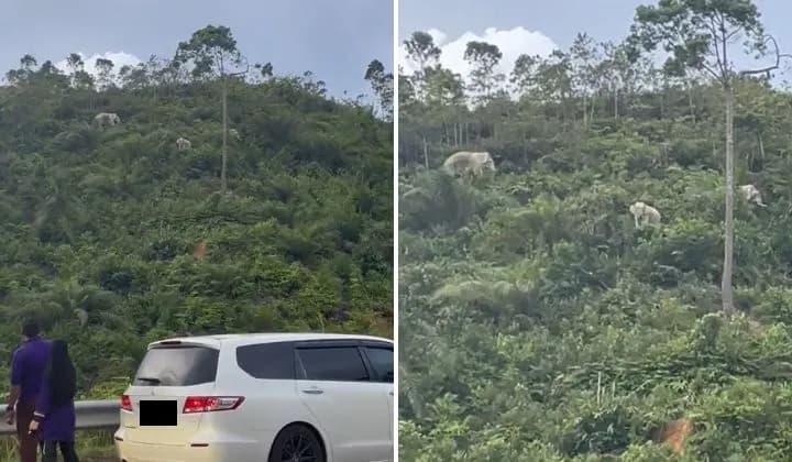 大水将至，吉兰丹Gua Musang居民发现野象迁移到山上（原住民：可预知暴风雨来袭!）